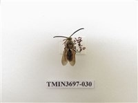 藏品(膜翅目(蜂))的圖片